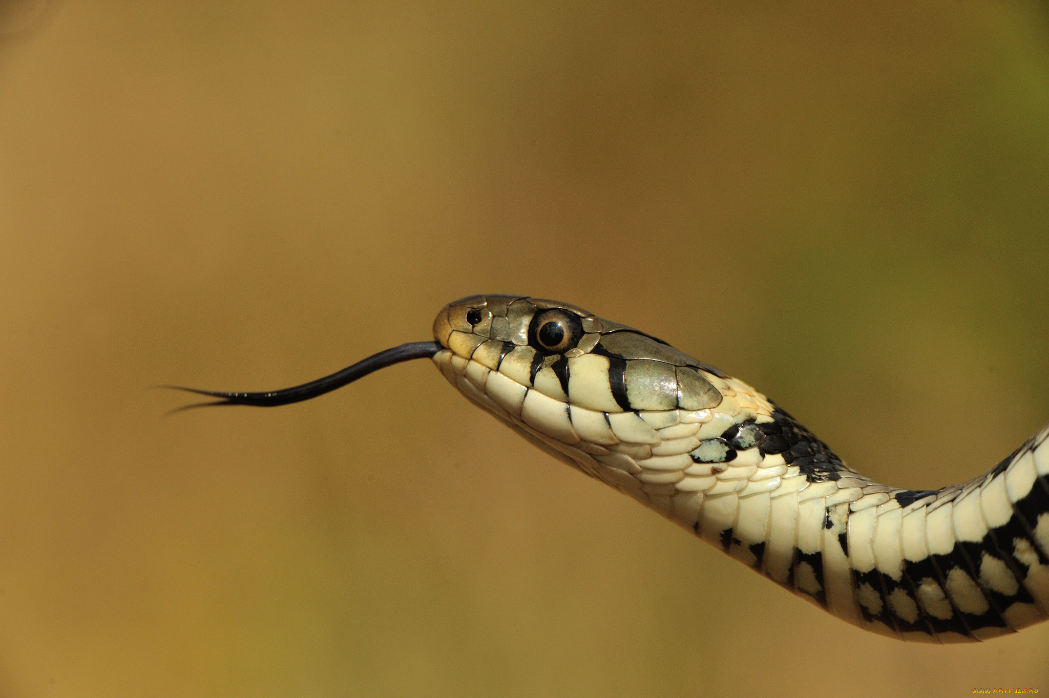 Почему змея высовывает. Язык змеи кобры. Уж обыкновенный язык. Змея с высунутым языком.